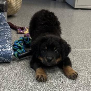 Superman -  Mixed Breed Dog Available for Adoption in Cooperstown, New York - Superman | PetCurious