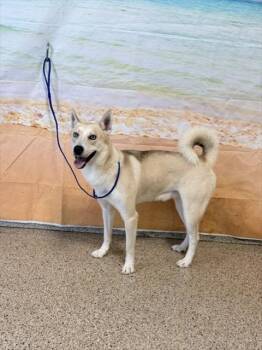 SHIRU -  Siberian Husky Dog for Adoption in Doral, Florida - SHIRU | PetCurious