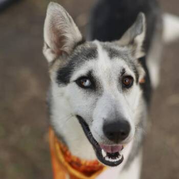 MUFFIN -  Husky Dog for Adoption in San Antonio, Texas - MUFFIN | PetCurious
