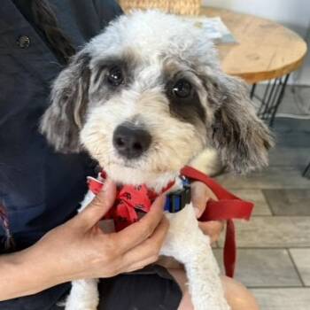 Bernice Mauve -  Shih Tzu Dog for Adoption in Racine, Wisconsin - Bernice Mauve | PetCurious