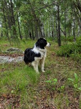 1158 Fiasco aka Ollie -  Australian Shepherd Dog for Adoption in Ringwood, Illinois - 1158 Fiasco Aka Ollie | PetCurious
