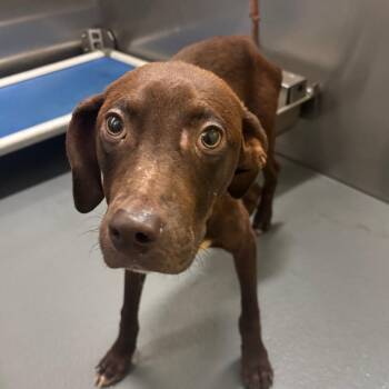 Mixed Breed Dogs Available for Adoption in Memphis, Tennessee - Miller | PetCurious