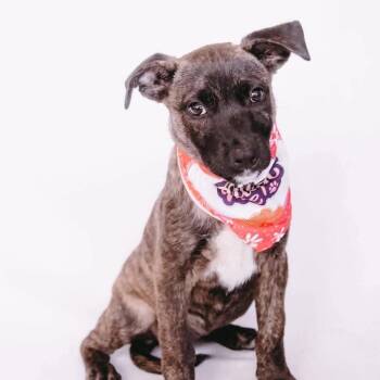 Beth *Arriving 10/10* D12621 -  Dutch Shepherd and Labrador Retriever Dog for Adoption - Beth *Arriving 10/10* D12621 | PetCurious