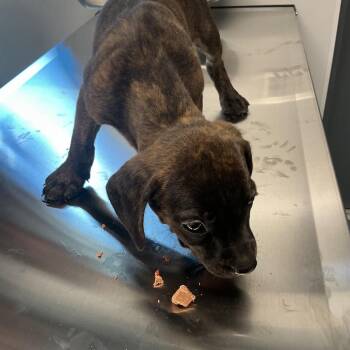 Jill -  Mixed Breed Dog for Adoption in Saint Joseph, Missouri - Jill | PetCurious