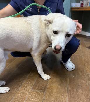 Bo - the sweetest tripod who just wants to be chosen -  White German Shepherd and Husky Dog Available for Adoption in Conway, South Carolina - Bo - The Sweetest Tripod Who Just Wants To Be Chosen | PetCurious