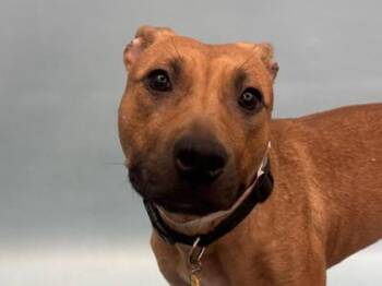 Potluck -  Pit Bull Terrier and Mixed Breed Dog for Adoption in Golden Valley, Minnesota - Potluck | PetCurious