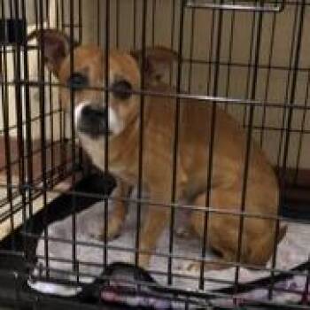 Chihuahua Dogs Available for Adoption in Austin, Texas - Meeko | PetCurious