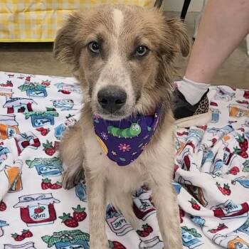 Dustin -  Australian Shepherd Dog for Adoption in Woolwich, Maine - Dustin | PetCurious