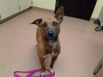 HILDE -  Australian Cattle Dog Blue Heeler and Pit Bull Terrier Dog for Adoption in Cookeville, Tennessee - HILDE | PetCurious