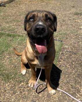 Romeo -  Mastiff and Cane Corso Dog for Adoption in Napa, California - Romeo | PetCurious