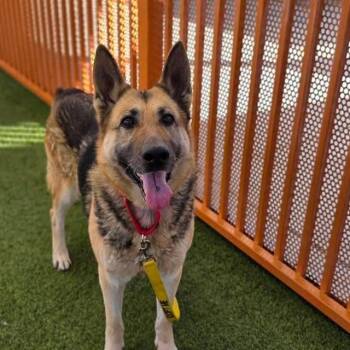 German Shepherd Dog Dogs Available for Adoption in Las Vegas, Nevada - AZZY | PetCurious