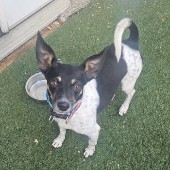 Chihuahua and Rat Terrier Dogs Available for Adoption in Baldwin, Maryland - Fran The Nanny | PetCurious