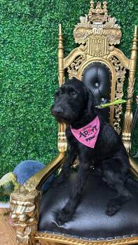 Giant Schnauzer and Labradoodle Dogs Available for Adoption - Brimsley | PetCurious