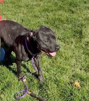 Rescue Pit Bull Terrier Dogs for Adoption in Pocatello, Idaho - Stella | PetCurious