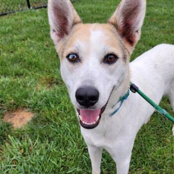 Abner -  Rough Collie Dog for Adoption in Plainfield, Illinois - Abner | PetCurious