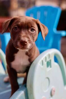 American Staffordshire Terrier Dogs Available for Adoption in Duluth, Minnesota - Astrid | PetCurious
