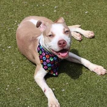 Mixed Breed Dogs Available for Adoption in Athens, Georgia - Penny | PetCurious