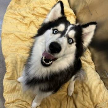 Siberian Husky Dogs Available for Adoption - Savannah Bananas | PetCurious