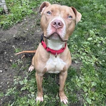 Pit Bull Terrier Dogs Available for Adoption in White Oak, Pennsylvania - Daytona | PetCurious