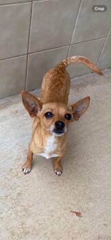 Selena -  Chihuahua Dog for Adoption in Kerrville, Texas - Selena | PetCurious