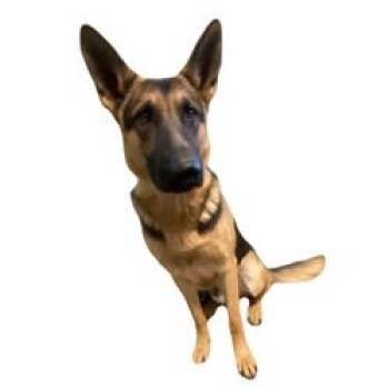 Casper -  German Shepherd Dog Dog for Adoption in Red Bluff, California - Casper | PetCurious