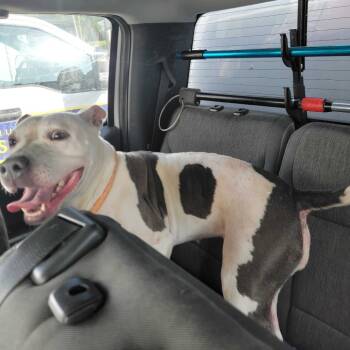 Rescue Mixed Breed Dogs for Adoption in Davenport, Iowa - Walter Wheat | PetCurious