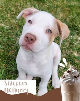 Pit Bull Terrier Dogs Available for Adoption in Salt Lake City, Utah - Snickers Mcflurry | PetCurious