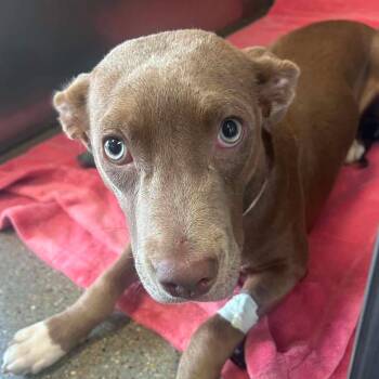 Piggy -  Pit Bull Terrier and Labrador Retriever Dog for Adoption in Grand Island, Nebraska - Piggy | PetCurious