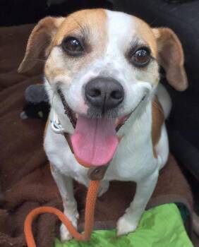 Drew Steele -  Beagle Dog for Adoption in Rockaway, New Jersey - Drew Steele | PetCurious