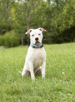 Ace -  Mixed Breed Dog for Adoption in Hamilton, Ohio - Ace | PetCurious