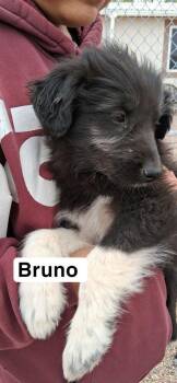 Australian Shepherd Dogs Available for Adoption in Lafayette, Colorado - Bruno | PetCurious