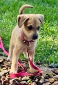 Loosie -  Chihuahua Dog for Adoption in Orland Park, Illinois - Loosie | PetCurious
