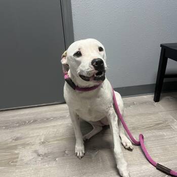 Rescue Labrador Retriever and Pit Bull Terrier Dogs for Adoption in Magnolia, Texas - Aria | PetCurious