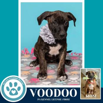 Black Mouth Cur and Pit Bull Terrier Dogs Available for Adoption - Voodoo (Noelle