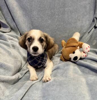 Comet -  Chihuahua and Spaniel Dog for Adoption in Corona, California - Comet | PetCurious