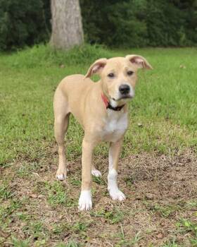Birdie -  Golden Retriever and American Bulldog Dog for Adoption in Leesburg, Georgia - Birdie | PetCurious