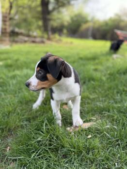 Beagle and Jack Russell Terrier Dogs Available for Adoption in South Elgin, Illinois - Rupert | PetCurious