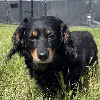 Dachshund Dogs Available for Adoption in Buchanan Dam, Texas - Nacho | PetCurious
