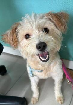 Gi Gi -  Terrier Dog for Adoption in Vancouver, British Columbia - Gi Gi | PetCurious