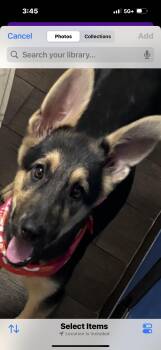 German Shepherd Dog Dogs Available for Adoption in Haslet, Texas - Ms. Alissa  | PetCurious