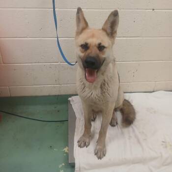 Mixed Breed Dogs Available for Adoption in Memphis, Tennessee - Tammy | PetCurious