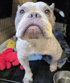 26-402 Grandma -  American Bully Dog for Adoption in Lindenhurst, New York - 26-402 Grandma | PetCurious