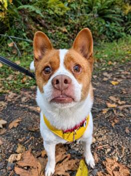 Miso -  Shiba Inu and French Bulldog Dog for Adoption in Olympia, Washington - Miso | PetCurious