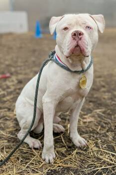 Pit Bull Terrier Dogs Available for Adoption - Malcolm | PetCurious