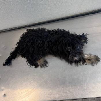 Danny -  Mixed Breed Dog for Adoption in Las Cruces, New Mexico - Danny | PetCurious