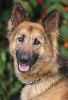 German Shepherd Dog Dogs Available for Adoption in Los Angeles, California - *Charly Von Colditz | PetCurious
