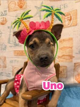 Mixed Breed Dogs Available for Adoption in Dunmore, Pennsylvania - Uno | PetCurious