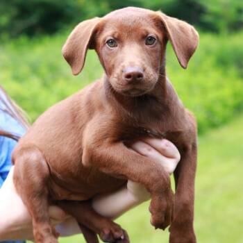 CT Dior -  Labrador Retriever and Mixed Breed Dog for Adoption in Eastford, Connecticut - CT Dior | PetCurious