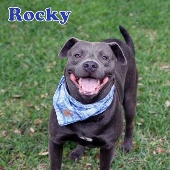 Rocky P -  Pit Bull Terrier Dog for Adoption in Lucas, Texas - Rocky P | PetCurious