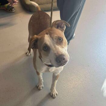 Rescue Mixed Breed Dogs for Adoption in Huntington, West Virginia - Teddi | PetCurious